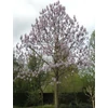 Kép 2/4 - Császárfa - Paulownia fortunei 'Fast Blue' 250/300cm K12l