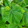 Kép 4/4 - Császárfa - Paulownia fortunei 'Fast Blue' 250/300cm K12l
