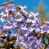 Kép 1/4 - Paulownia fortunei 'Fast Blue'