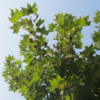 Kép 1/2 - Platanus acerifolia