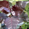 Kép 3/4 - Nyárfa oszlopos bordó levelű - Populus deltoides 'Purple Tower' 200/225cm K5l