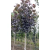 Kép 4/4 - Nyárfa oszlopos bordó levelű - Populus deltoides 'Purple Tower' 200/225cm K5l