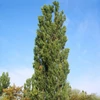 Kép 1/3 - Populus simonii 'Fastigiata'