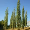 Kép 1/4 - Populus tremula 'Erecta'