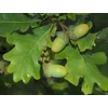 Kép 4/4 - Tölgy kocsányos - Quercus robur 80/100cm K5l