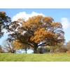 Kép 1/4 - Quercus robur
