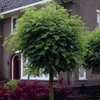 Kép 1/2 - Robinia pseudoacacia 'Umbraculifera'