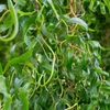 Kép 2/2 - Fűzfa csavart csüngő - Salix erythroflexuosa 200/225cm K7,5l