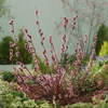 Kép 2/3 - Fűzfa rózsaszín - Salix 'Mount Aso' 200/225cm T120cm K7,5l