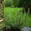 Kép 3/3 - Fűzfa rózsaszín - Salix 'Mount Aso' 200/225cm T120cm K7,5l