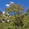 Kép 1/2 - Sorbus 'Titan'