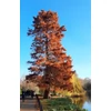 Kép 2/3 - Mocsárciprus virginiai - Taxodium distichum 175/200cm K7,5l