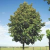 Kép 1/3 - Tilia americana 'Nova'