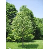 Kép 1/2 - Tilia argentea 'Szeleste'