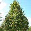 Kép 1/2 - Tilia cordata