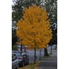 Kép 1/2 - Tilia mongolica 'Harvest Gold'