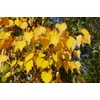 Kép 2/2 - Hárs mongol sárga - Tilia mongolica 'Harvest Gold' 200/250cm TK8/12 T200cm K25l