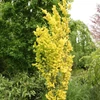 Kép 1/3 - Ulmus hollandica 'Wredei'