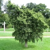 Kép 1/2 - Ulmus minor 'Jacqueline Hillier'