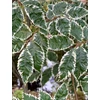 Kép 1/2 - Zelkova serrata 'Variegata'