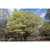 Kép 2/2 - Gyertyánszil japán tarka levelű - Zelkova serrata 'Variegata' 125/150cm, törzses, K5l