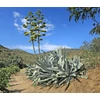 Kép 2/3 - Agávé amerikai - Agave americana 20/30cm K2l
