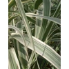 Kép 2/2 - Olasznád fehér tarka - Arundo donax 'Variegata' 40/60cm K2l