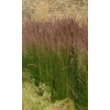 Kép 2/3 - Nádtippan - Calamagrostis acutiflora 'Karl Foerster' 60/80cm K14cm