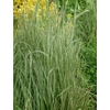 Kép 2/3 - Nádtippan krémfehér tarka levelű - Calamagrostis acutiflora 'Overdam' 60/80cm K14cm