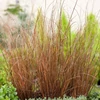 Kép 1/2 - Carex buchananii 'Red Rooster'