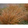 Kép 2/2 - Sás bőrlevelű bronzos - Carex buchananii 'Red Rooster' 10/20cm K9x9cm