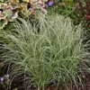Kép 1/3 - Carex comans 'Frosted Curls'