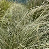 Kép 2/3 - Sás fehéres zöld - Carex comans 'Frosted Curls' 20/30cm K10,5cm