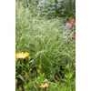 Kép 3/3 - Sás fehéres zöld - Carex comans 'Frosted Curls' 20/30cm K10,5cm