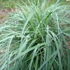 Kép 2/2 - Sás deres kékeszöld - Carex flacca 'Blue Zinger' 10/20cm K1,5l