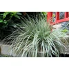 Kép 2/2 - Sás madárlábú fehér csíkos - Carex oshimensis 'Everest' 20/30cm K14cm