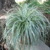 Kép 1/2 - Carex oshimensis 'Everest'