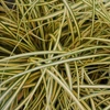 Kép 2/3 - Sás madárlábú krémsárga csíkos - Carex oshimensis 'Evergold' 20/30cm K14cm