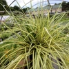 Kép 3/3 - Sás madárlábú krémsárga csíkos - Carex oshimensis 'Evergold' 20/30cm K14cm
