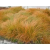 Kép 1/2 - Carex testacea