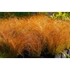 Kép 2/2 - Sás narancsos - Carex testacea 'Prairie Fire' 20/30cm K14cm