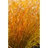 Kép 1/2 - Carex testacea 'Prairie Fire'