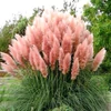 Kép 1/2 - Cortaderia selloana 'Pink Feather'