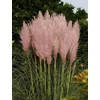 Kép 2/2 - Pampafű rózsaszín - Cortaderia selloana 'Pink Feather' 80/100cm K4l