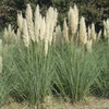 Kép 1/2 - Cortaderia selloana 'Pumila'