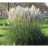 Kép 2/2 - Pampafű fehér - Cortaderia selloana 'White Feather' 80/100cm K4l