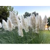 Kép 1/2 - Cortaderia selloana 'White Feather'