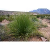 Kép 2/4 - Üstökliliom sima levelű - Dasylirion leiophyllum 20/30cm K2l