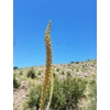 Kép 4/4 - Üstökliliom sima levelű - Dasylirion leiophyllum 30/40cm K5l
