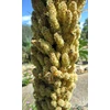 Kép 2/3 - Üstökliliom texasi - Dasylirion texanum 20/30cm K2l